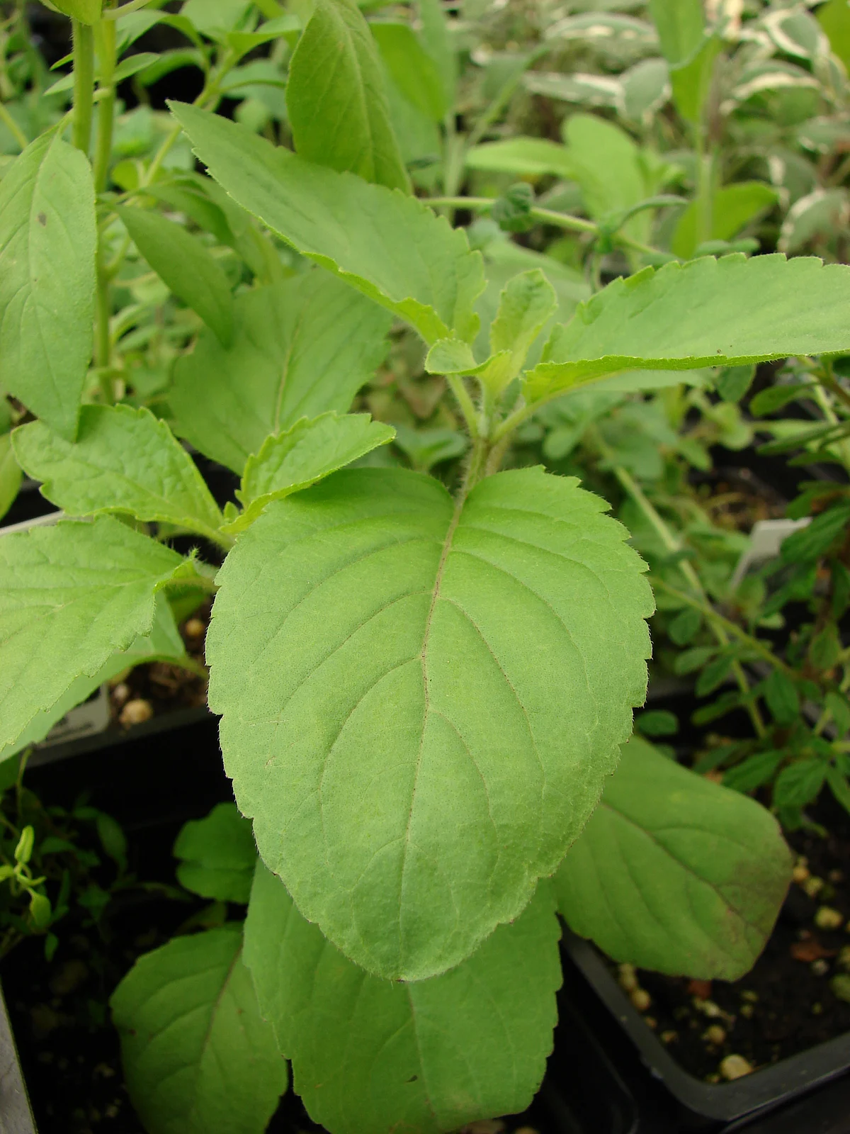 Basil leaves