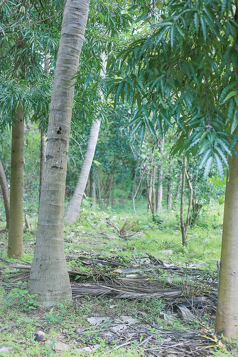 மூடாக்காக தென்னை மட்டைகள்