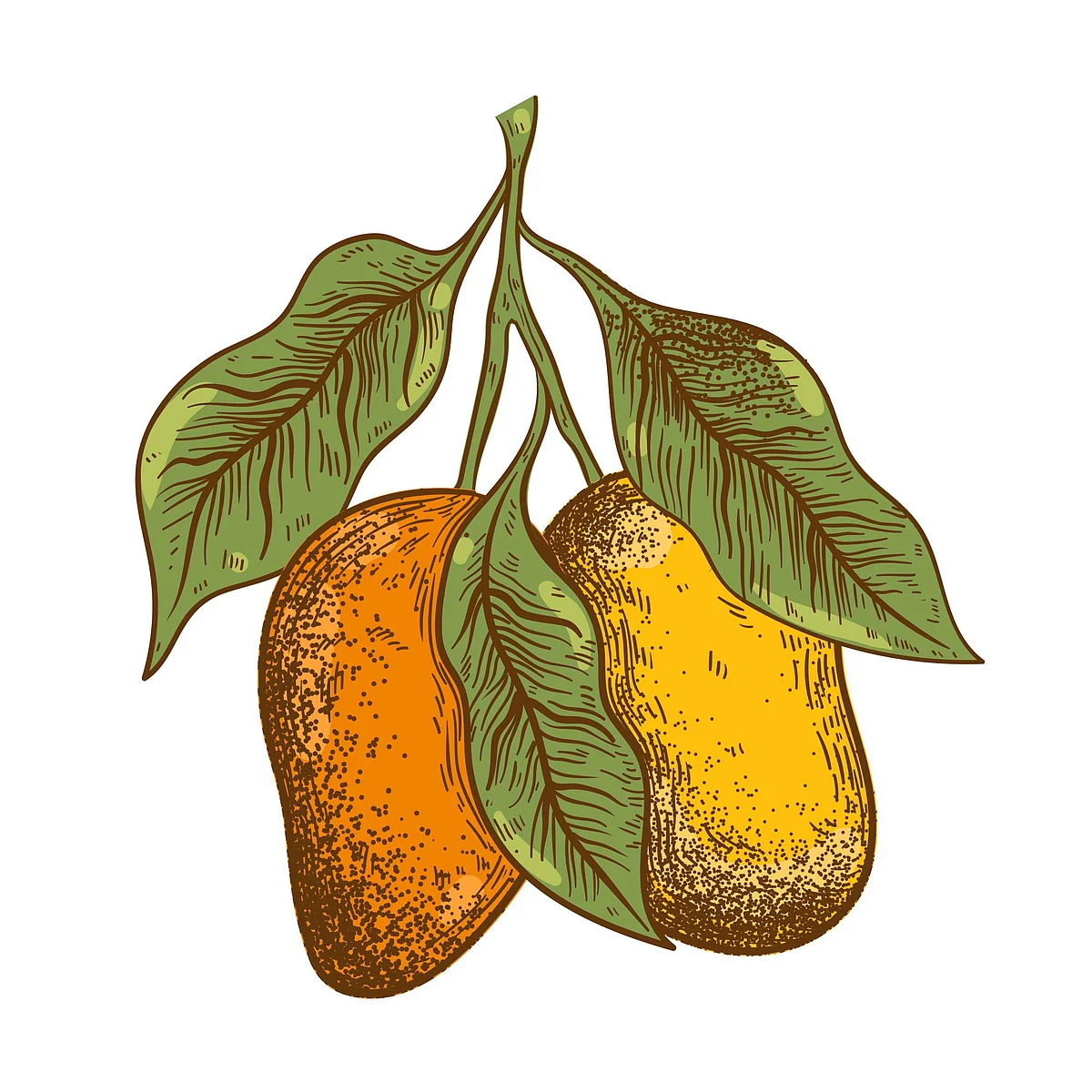 Mango leaves