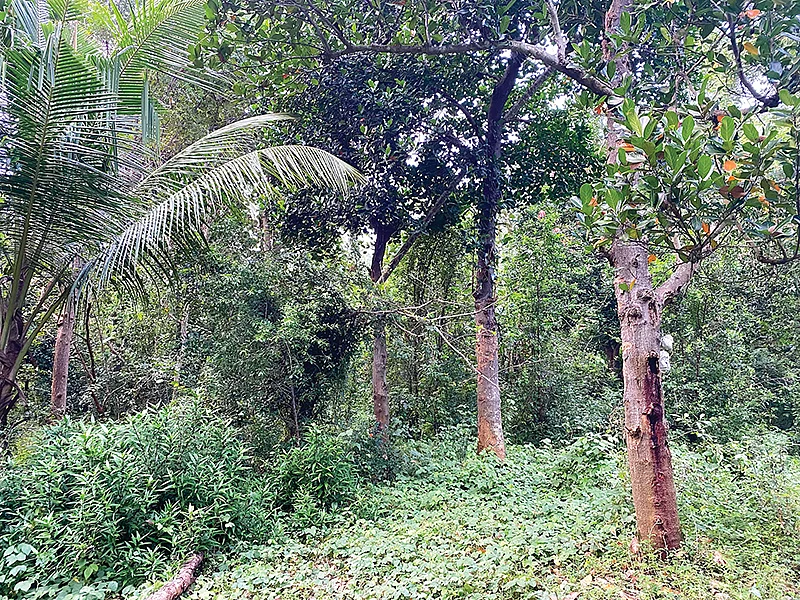 குறுங்காடு