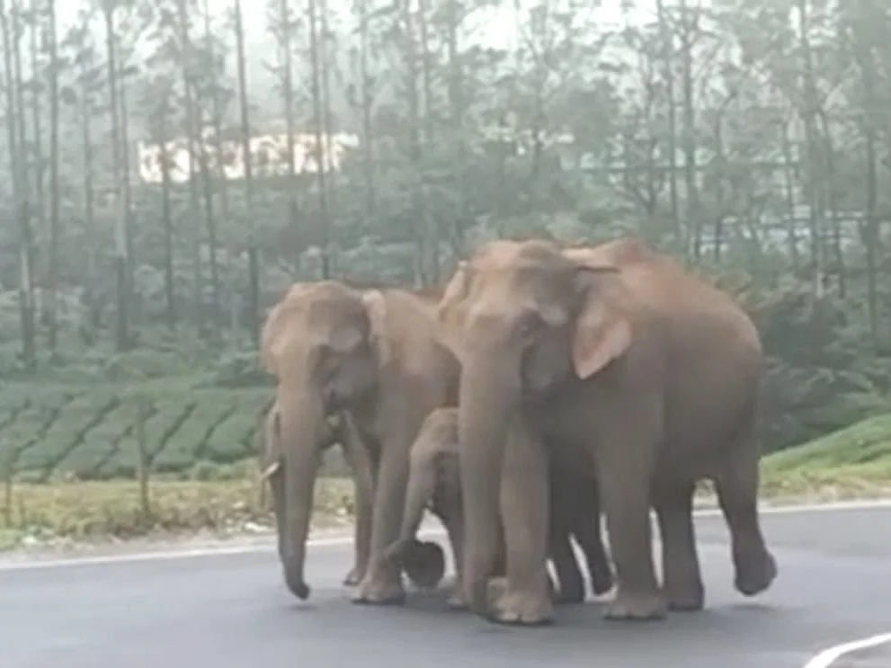 சபரிமலை சீசனால் மேகமலைக்கு படையெடுக்கின்றனவா யானைகள்? அதிகாரி கூறுவது என்ன?