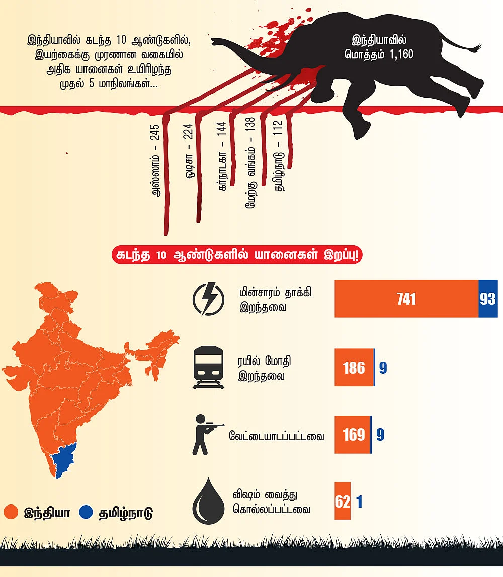 யானைகள் இறப்பு