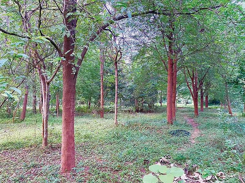 குறுங்காட்டில் வளர்ந்து நிற்கும் மரங்கள்