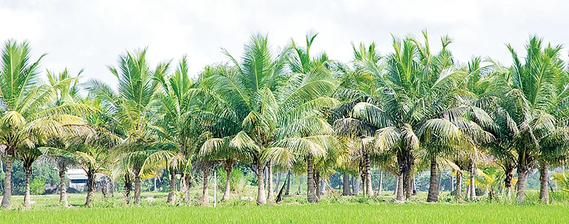 தென்னை