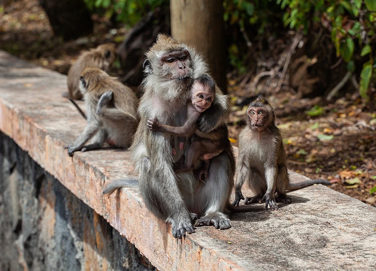 Monkey (Representational Image)