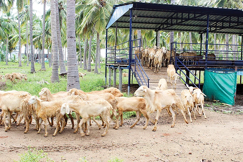 தென்னந்தோட்டத்தில் செம்மறியாடுகள்