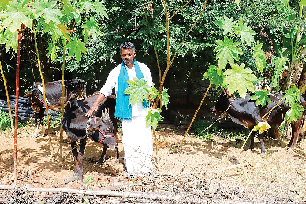 மாடுகளுடன்
