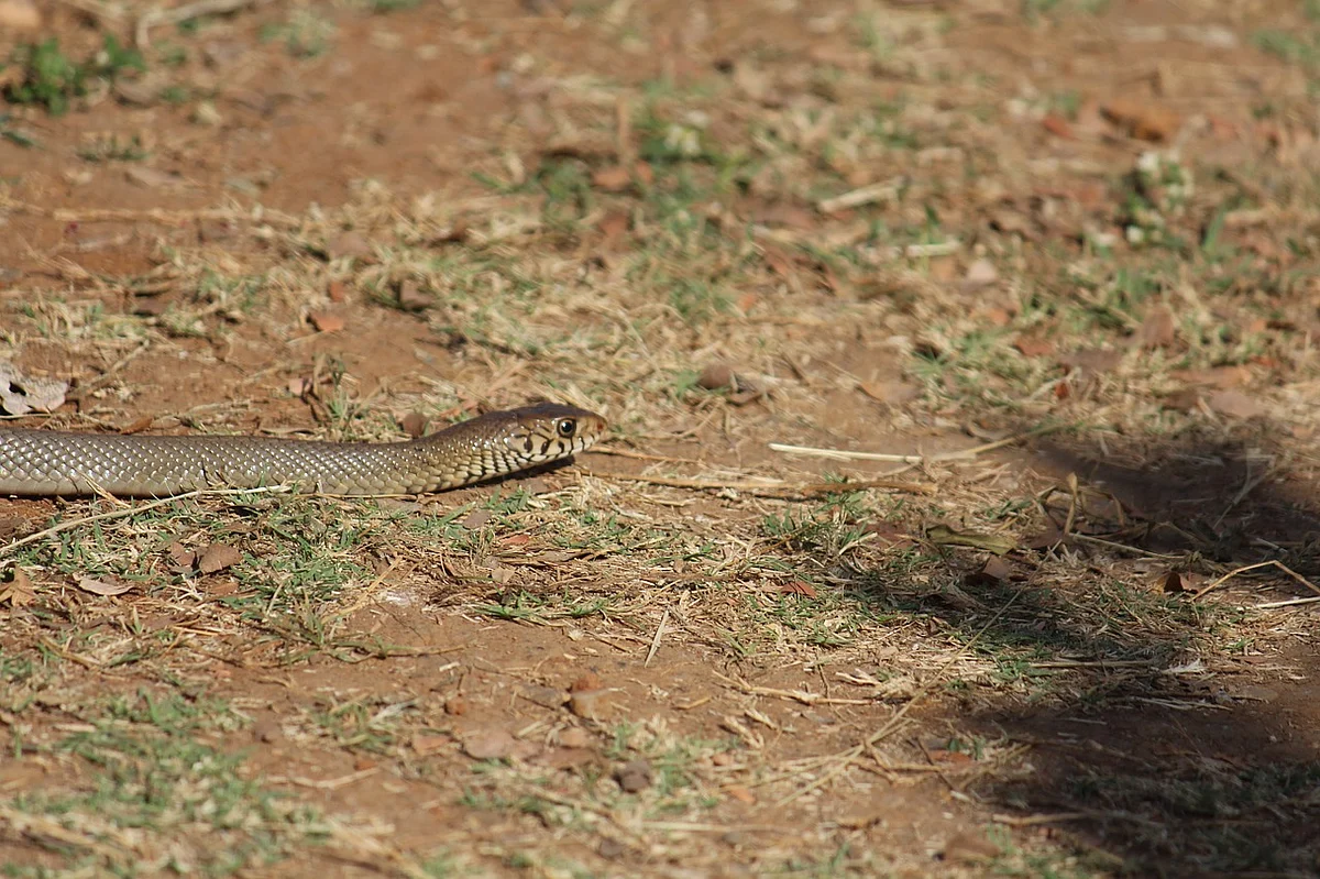 Snake