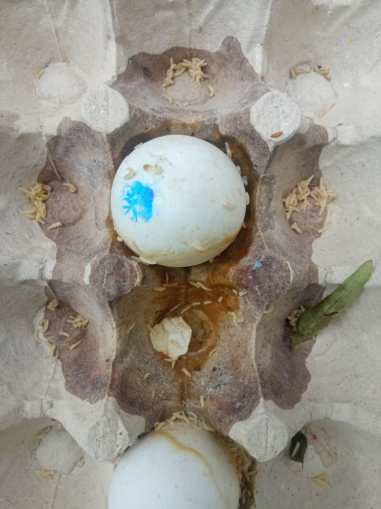 அழுகிய முட்டை