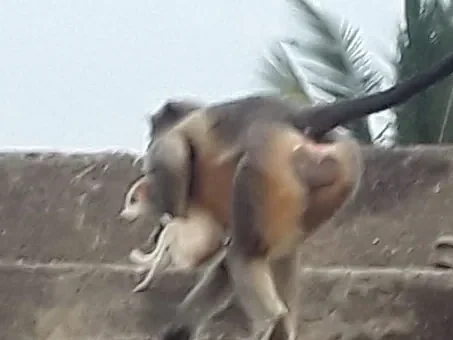 ஒரு குரங்குக்குட்டியைக் கொன்ற நாய்கள்; 250 நாய்க்குட்டிகளைக் கொன்று பழிதீர்த்த குரங்குக்கூட்டம்!