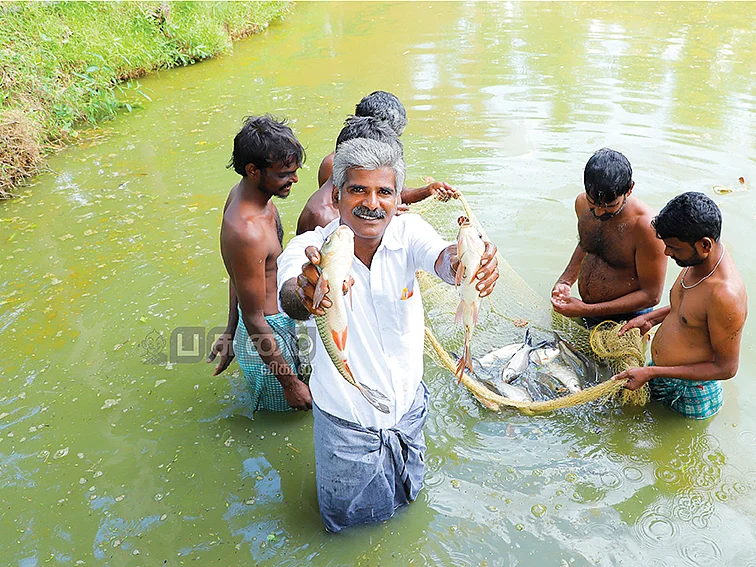1 ஏக்கர்...
ஆண்டுக்கு ரூ.2,66,000 லாபம்!
கெண்டை மீன் வளர்ப்பு...