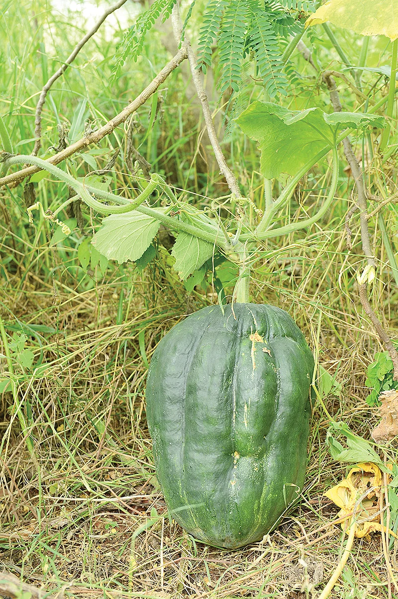 தோட்டத்தில் காய்கறிகள்