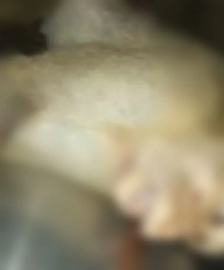 உயிரிழந்த குரங்கு