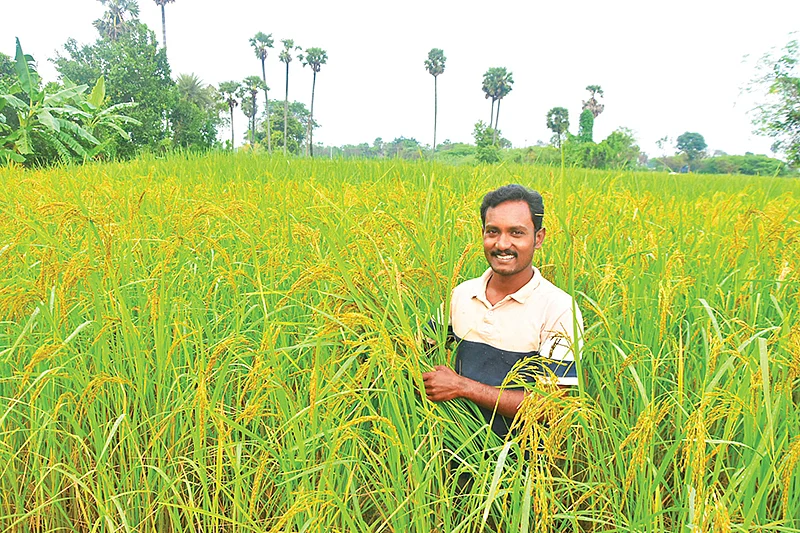 பாரம்பர்ய நெல் வயலில்