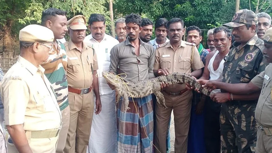 முதலை