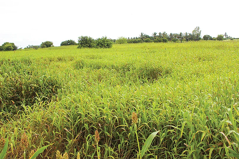பசுந்தீவனம்