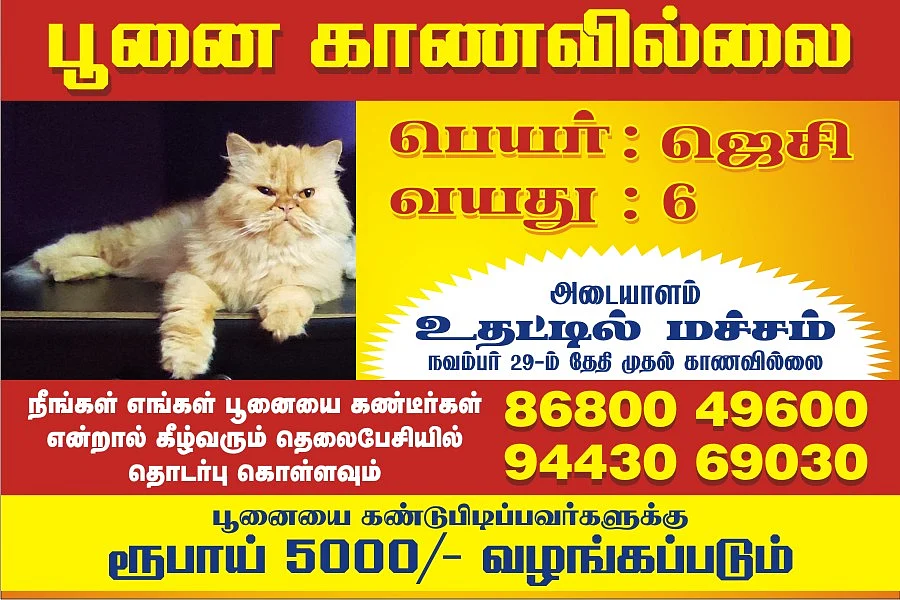 பூனை