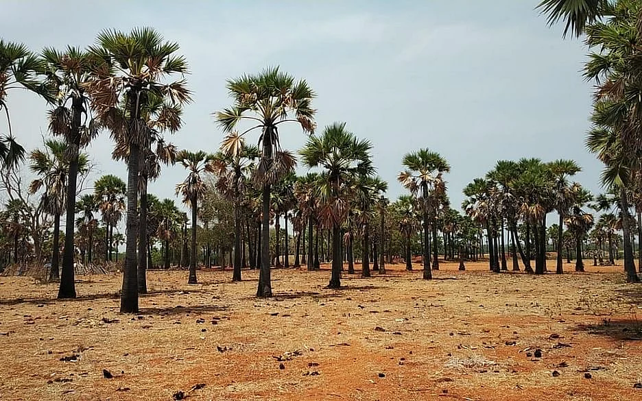 பனை மரங்கள்