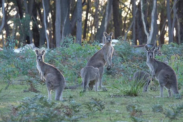 Australia