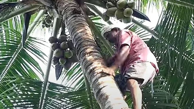 தென்னை