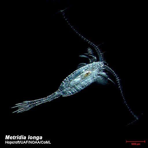 Metridia longa என்ற நுண்ணுயிரி