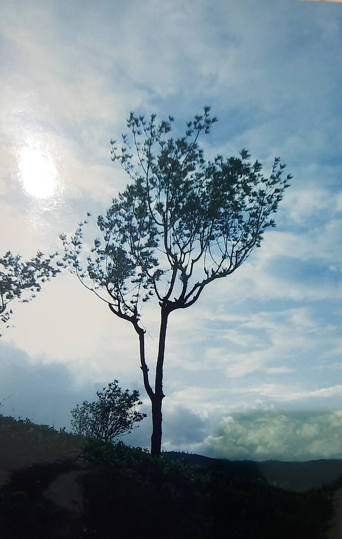 ஆனைப்பள்ளம்