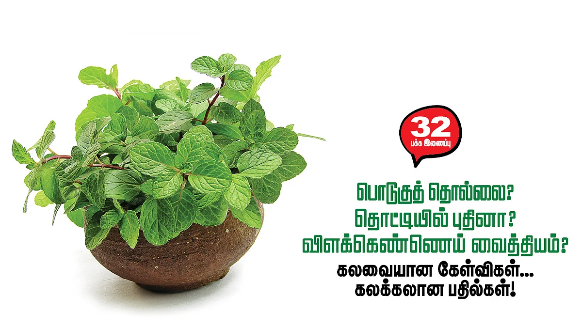 பொடுகுத் தொல்லை? தொட்டியில் புதினா? விளக்கெண்ணெய் வைத்தியம்?