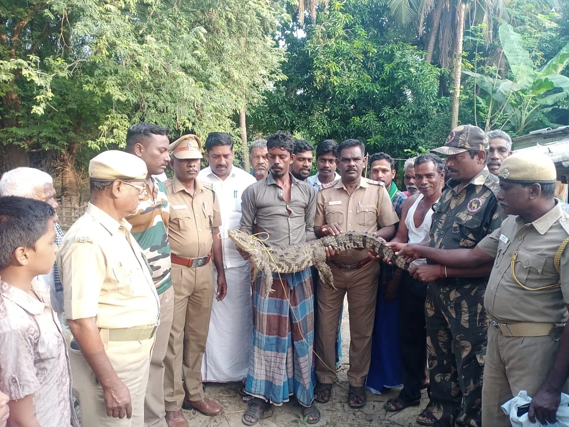முதலை