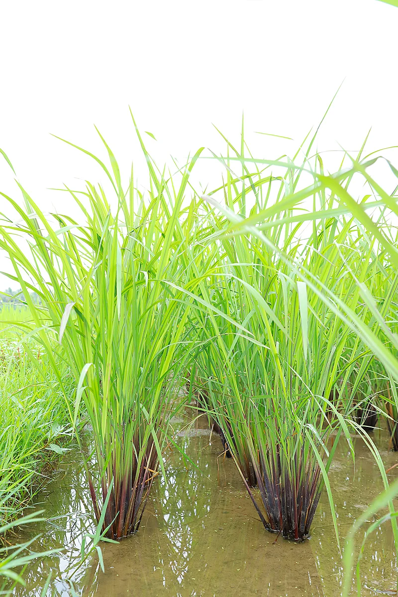 கிளைத்திருக்கும் தூர்கள்