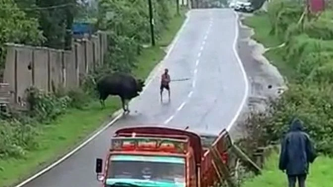 காட்டுமாட்டைத் தாக்கிய இளைஞர்