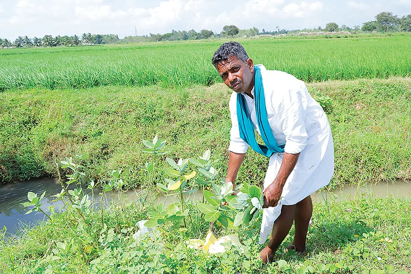 எருக்கன் செடியுடன்