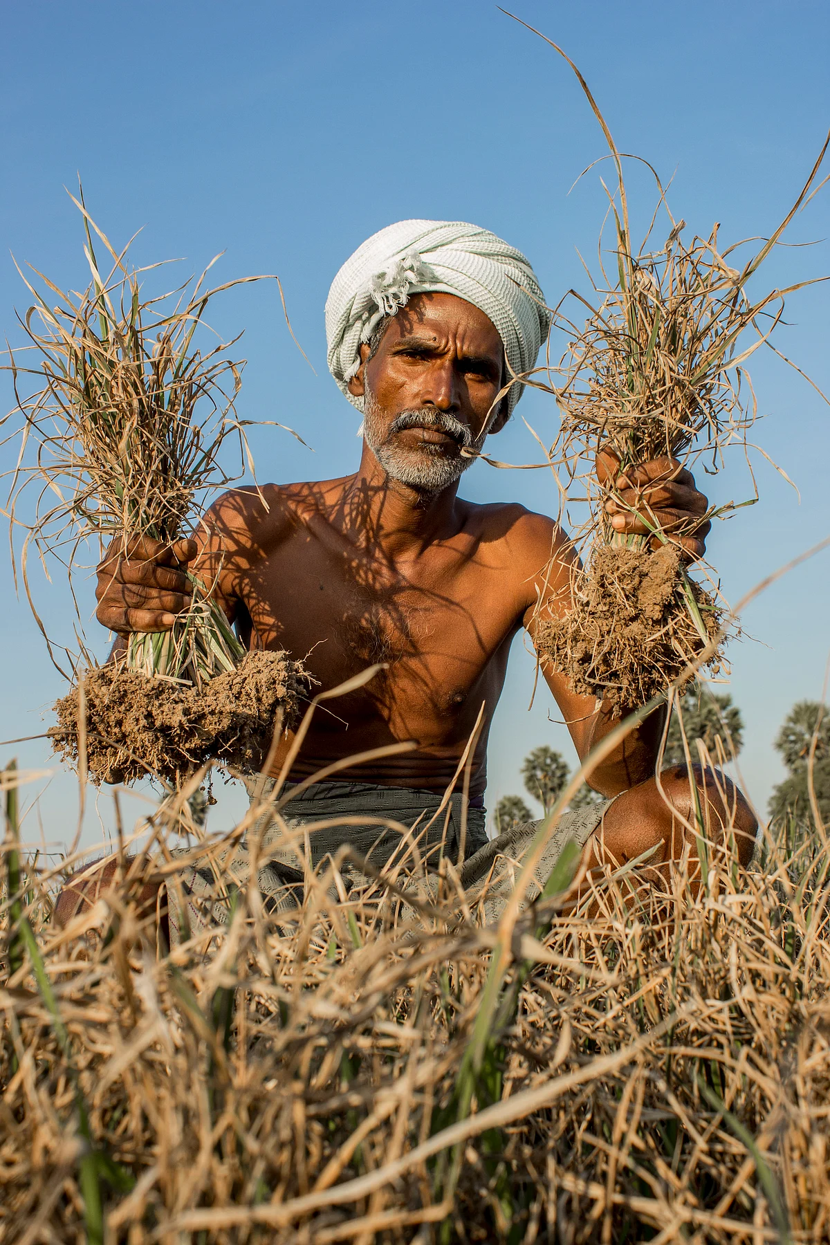 Farmer (Representational Image)