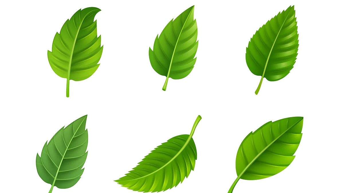 Leaves
