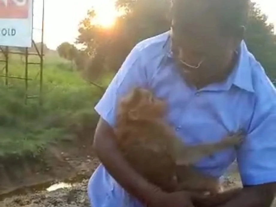 `அதுக்கு உயிர்வாழ கொடுத்துவைக்கலை!’ - போராடிக் காப்பாற்றப்பட்ட குரங்கு சிகிச்சை பலனின்றி பலி
