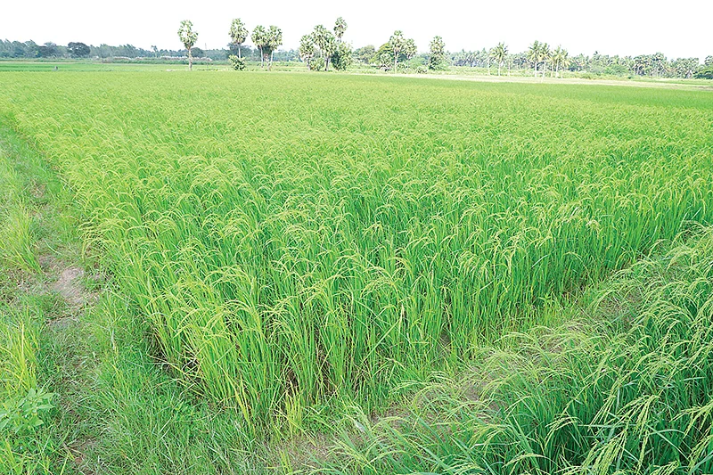 சீரகச்சம்பா வயல்