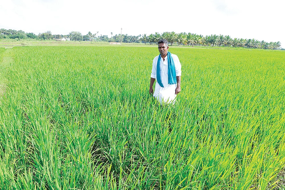 நெல் வயலில் தவச்செல்வன்