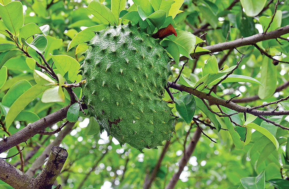 முள் சீத்தா