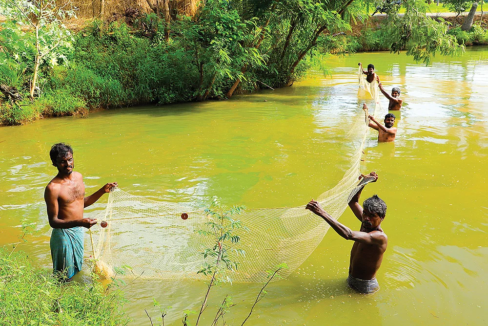 மீன் அறுவடை