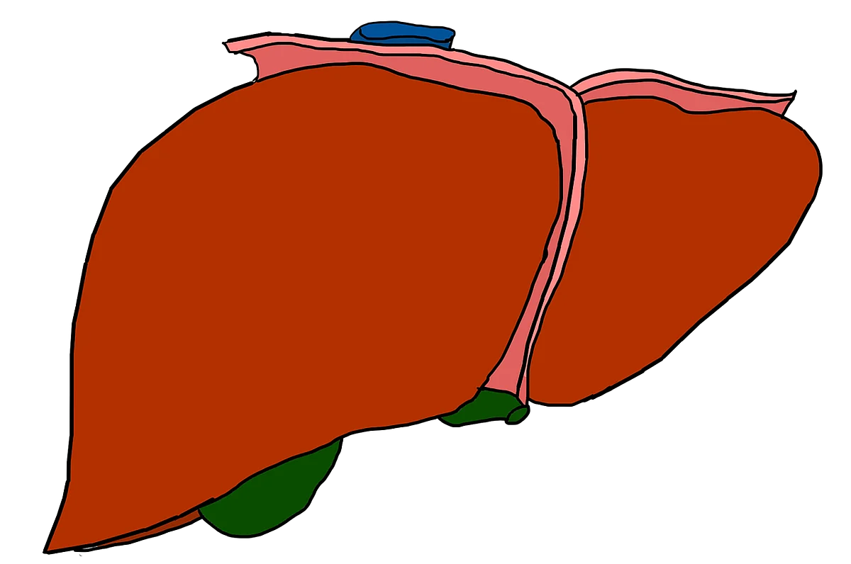 Gall Bladder (Representational Image)