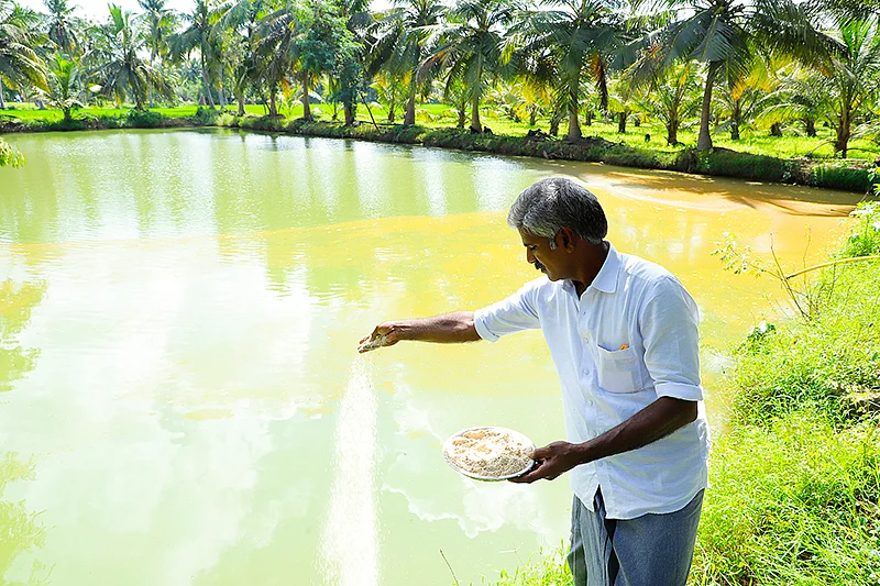 மீன்களுக்குத் தீவனம்