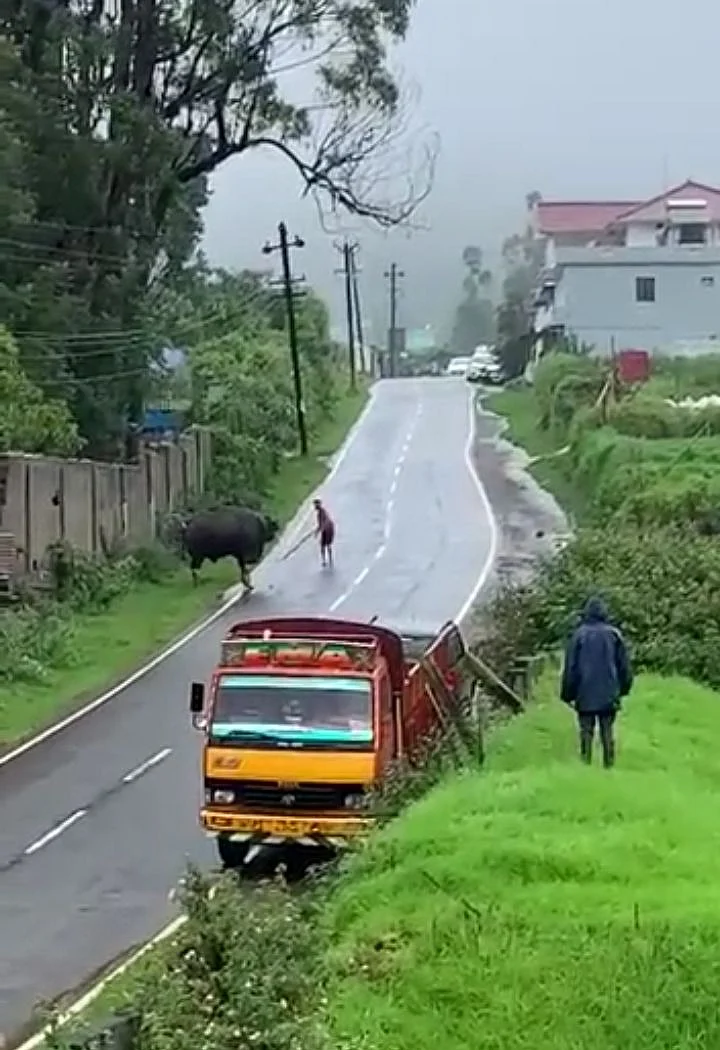 காட்டுமாட்டைத் தாக்கிய இளைஞர்