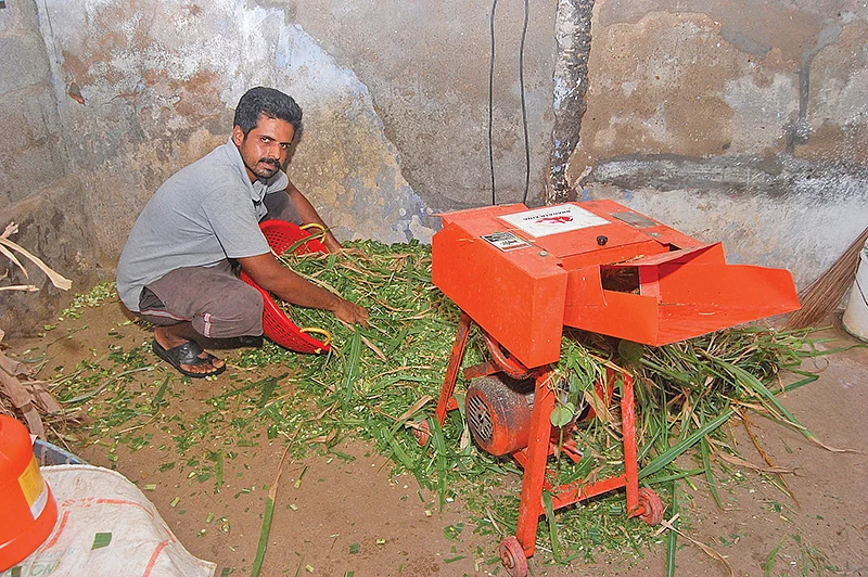 பசுந்தீவனம்