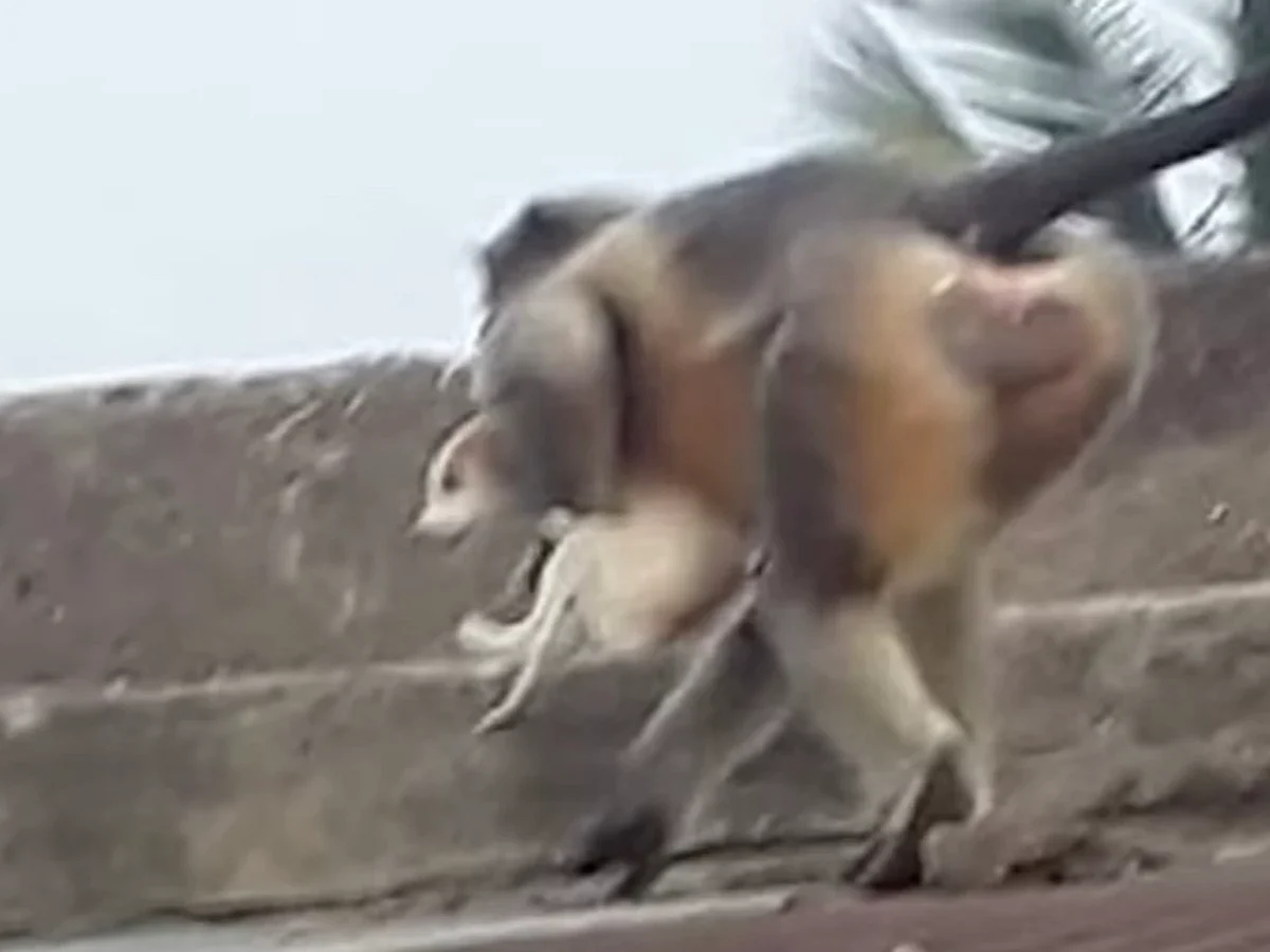 பழிவாங்கும் குரங்குகள்!