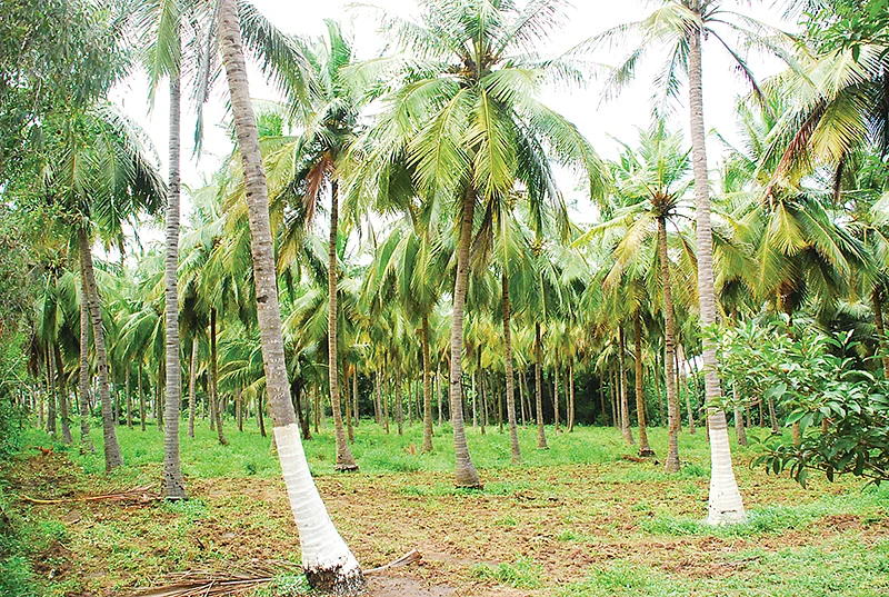 தென்னை மரங்கள்
