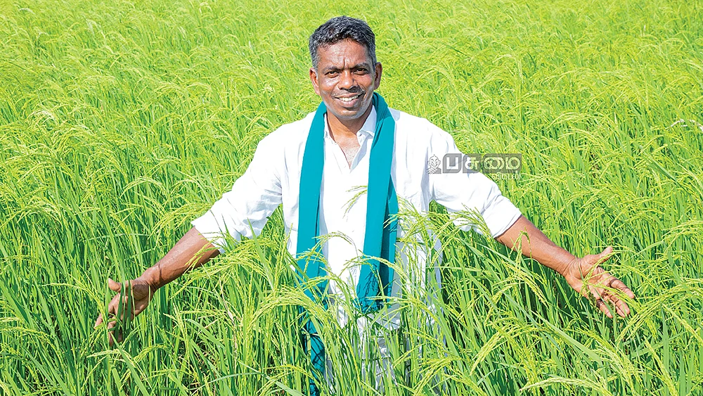 நெல் வயலில் தவச்செல்வன்