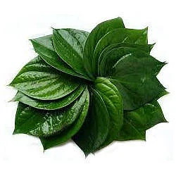 Betel leaves