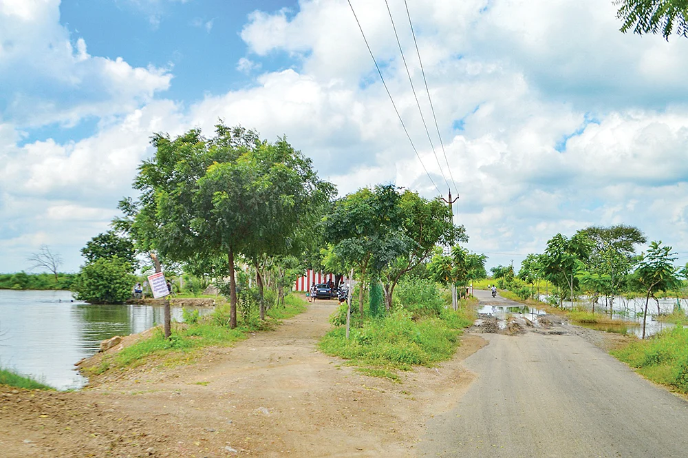 வளர்ந்து வரும் மரங்கள்