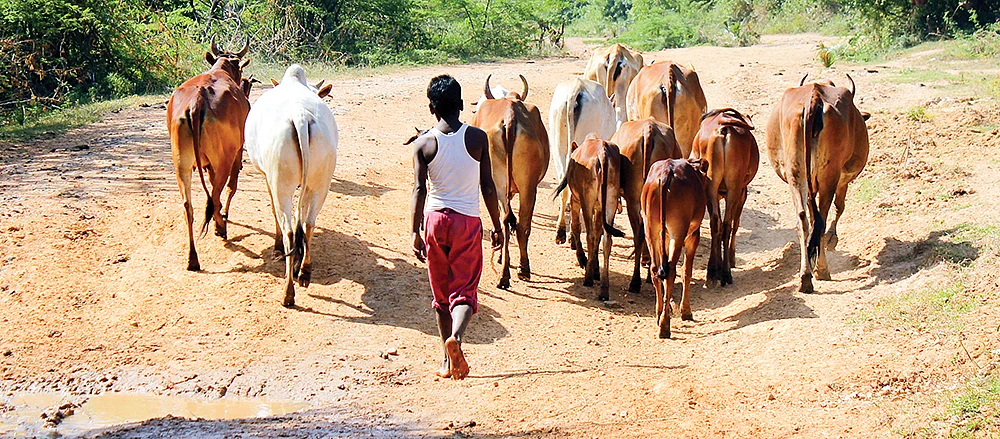 மாடுகள்