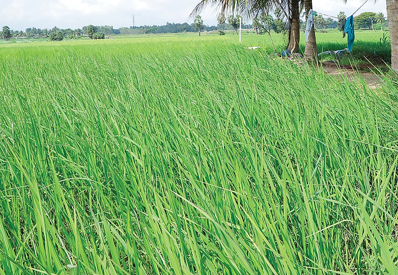கறுப்புக் கவுனி