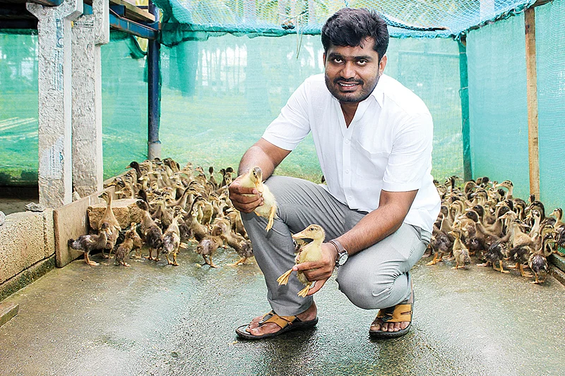வாத்துக் குஞ்சுகளுடன்